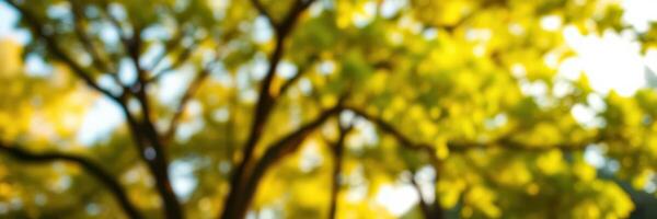 Sunlight filters through lush green leaves in a serene park during late afternoon photo
