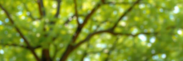Vibrant green tree branches create a lush canopy on a sunny day in a serene park setting photo