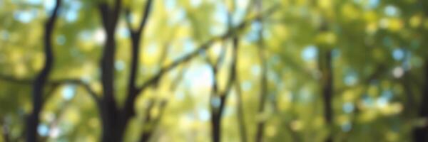 Lush green forest canopy with sunlight filtering through branches creating a serene natural atmosphere photo