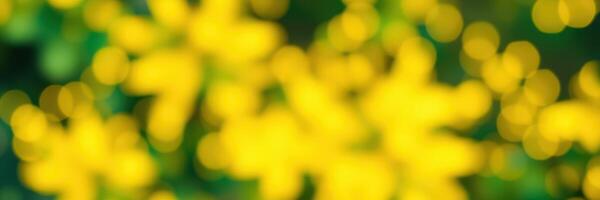 Bright yellow flowers create a vibrant backdrop in a lush garden during the spring season photo