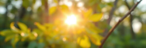 Sunlight filters through green leaves creating a warm, serene atmosphere in a forest during early morning hours photo