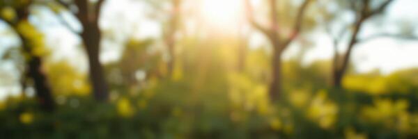 Warm sunlight filters through trees in a serene forest location during a peaceful afternoon photo
