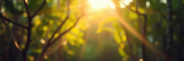 Sunlight filtering through green foliage in a tranquil forest during the golden hour photo