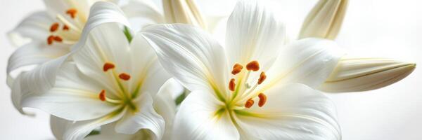 Beautiful white lilies showcasing delicate petals and vibrant stamens in a serene arrangement photo