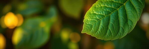 Close-up of vibrant green leaves illuminated by sunlight in a natural setting during a tranquil afternoon photo