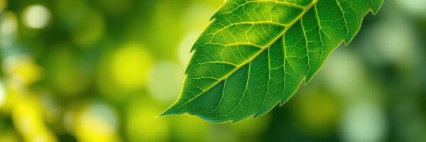 Fresh green leaf glistening in sunlight against a blurred natural background during daytime photo