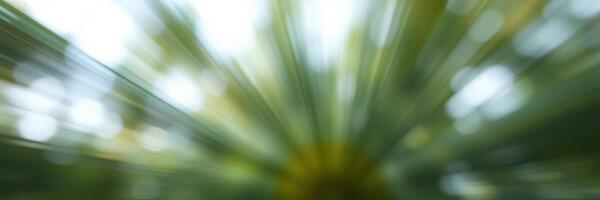 Exploring the beauty of nature through vibrant green foliage in a lush forest photo