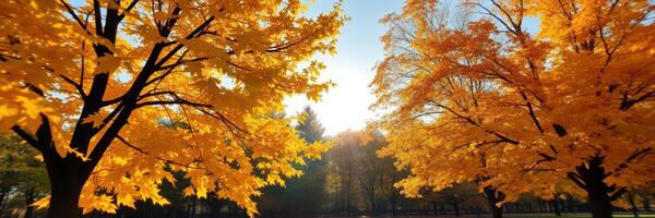 Vibrant autumn trees illuminated by sunlight in a serene park setting showcasing the beauty of nature in the fall season photo