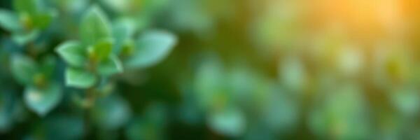 Close-up of lush green foliage basking in warm sunlight during a serene morning in a garden photo