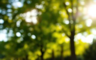 Bright sunlight filtering through green foliage in a serene forest setting during the afternoon photo