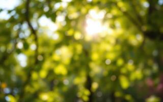 Sunlight filtering through green leaves creates a serene atmosphere in a lush forest during summer photo