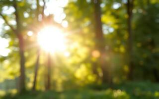 Soft sunlight filters through the trees in a peaceful forest during a warm afternoon photo