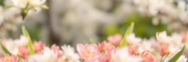 Blossoming spring flowers in a vibrant garden showcasing delicate pink and white petals under soft natural light photo