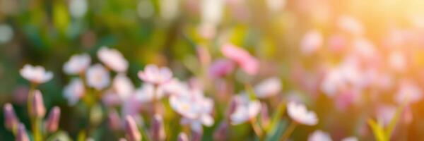 Beautiful spring flowers blooming in a sunlit garden at golden hour photo
