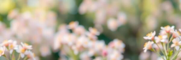 Beautiful spring flowers blooming in a sunny garden with soft colors and gentle light photo