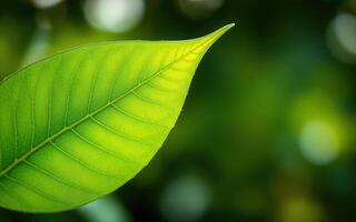 Vibrant green leaf against soft blurred background with natural sunlight during daylight hours photo