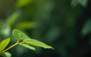Close-up view of a vibrant green leaf showcasing texture in a natural setting during daylight photo