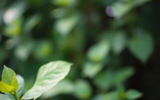 Fresh green leaves sway gently in the breeze during a warm summer day in a lush garden environment photo
