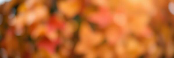Colorful autumn leaves create a warm, textured backdrop in a serene outdoor setting photo