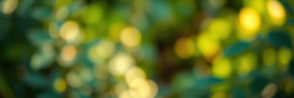 Colorful bokeh background with soft light and green foliage in a lush natural setting during the day photo
