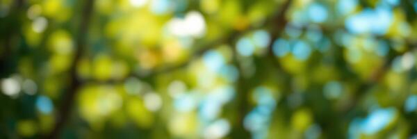 Vibrant foliage glimmers in sunlight during a serene afternoon stroll through a park photo