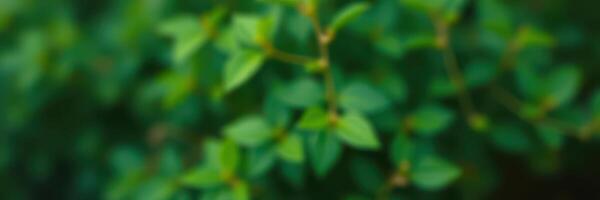Lush green leaves create a tranquil atmosphere in a vibrant garden setting during early summer days photo