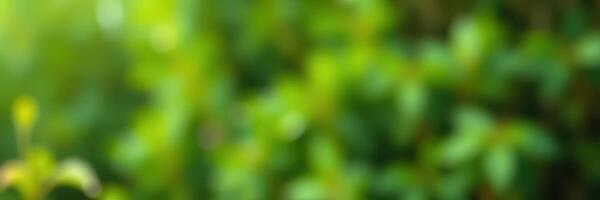 Green blurred background with soft natural light illuminating foliage in a tranquil outdoor setting during daytime photo