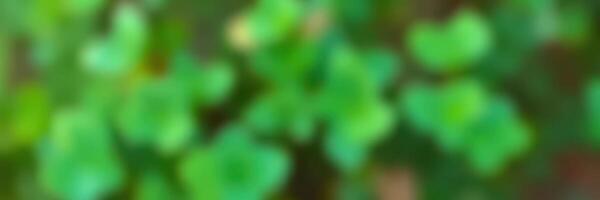 Lush green foliage captures the essence of nature in a vibrant garden setting during daytime photo