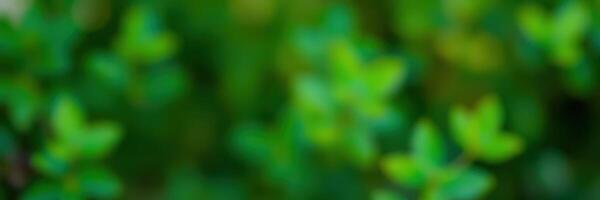 Close-up of lush green leaves illuminated by soft sunlight in a serene natural setting during daytime hours photo