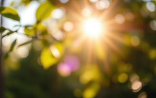 Nature displays golden sunlight filtering through green leaves during a tranquil morning in a lush forest setting photo