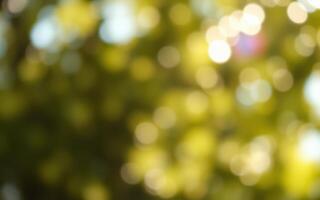 Soft bokeh effect of sunlight filtering through green foliage in a serene outdoor setting photo