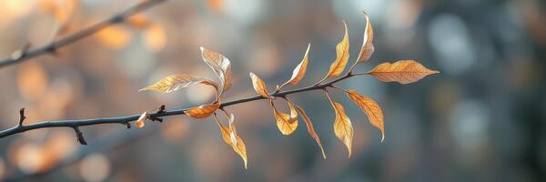 Beautiful autumn leaves gently hanging on a branch during a peaceful evening in a tranquil forest setting photo