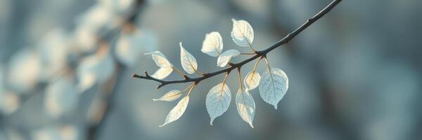 Soft sunlight illuminates delicate white leaves on a slender branch in a serene natural setting photo