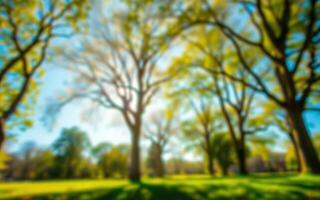 Lush green trees casting shadows in a tranquil park during bright daylight hours photo