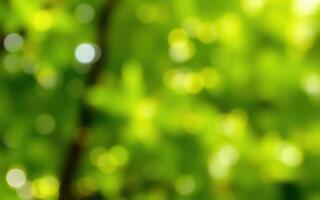 Soft green bokeh background created by sunlight filtering through tree leaves in a lush forest during daytime photo
