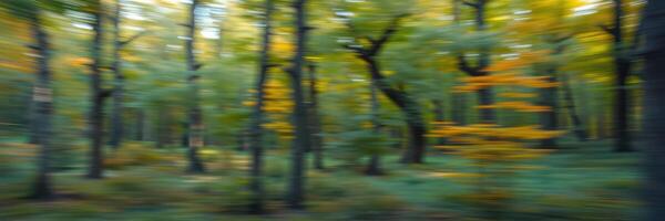 Forest in autumn with blurred trees showing colorful foliage and golden sunlight filtering through photo