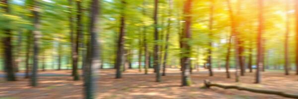 Lush green forest with blurred trees creating a tranquil atmosphere during a sunny day in autumn photo