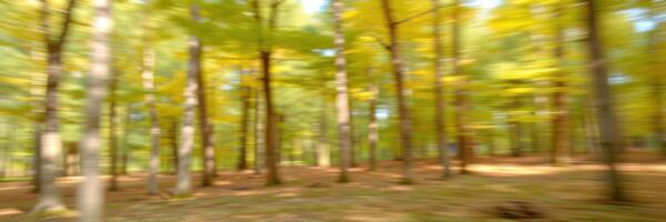 Vibrant autumn foliage fills a serene forest with golden and green hues during a peaceful afternoon stroll photo