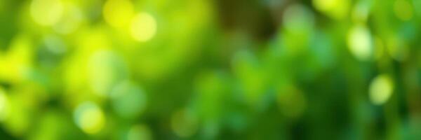 Lush greenery and soft sunlight create a tranquil atmosphere in a forested area during a summer afternoon photo