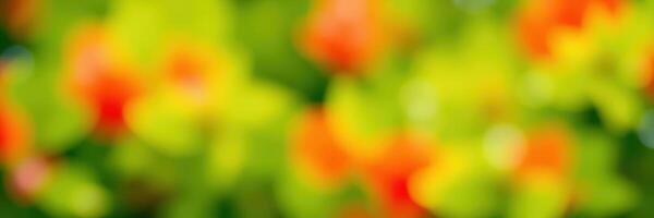 Vibrant garden filled with colorful flowers in bloom during a sunny afternoon photo