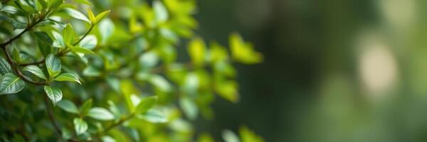 Lush green foliage close-up showcasing detailed leaves in a tranquil outdoor setting photo