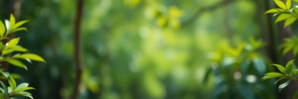 Lush greenery in a tranquil forest setting during a bright sunny day photo