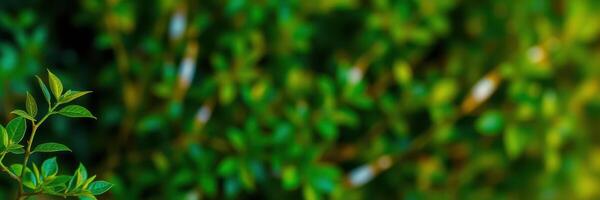 Lush green foliage thriving in a vibrant garden setting during bright daylight hours photo