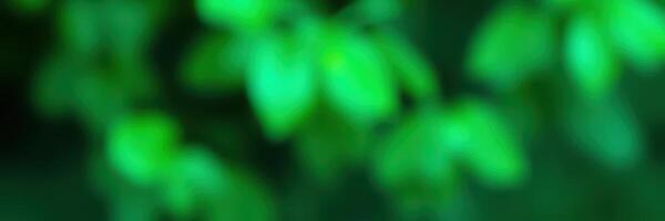 Lush greenery captured in a tranquil forest setting during the day with vibrant leaves illuminated by sunlight photo