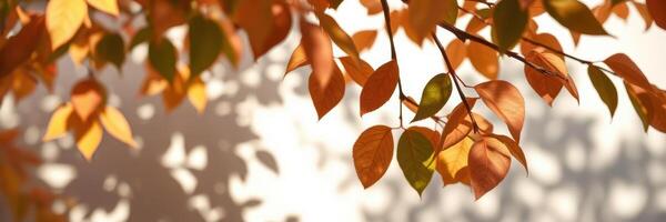 Colorful autumn leaves casting shadows on a light background in a serene outdoor setting photo