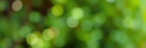 Soft green bokeh background created by sunlight filtering through trees in a serene forest setting photo