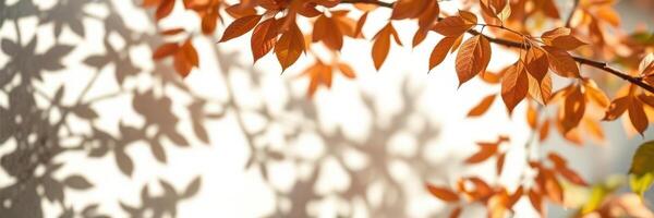 Autumn leaves casting shadows on a light background in a serene outdoor setting during a sunny day photo
