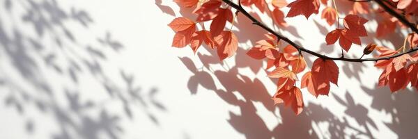 Vibrant autumn leaves casting intricate shadows on a light-colored wall in a serene outdoor setting photo
