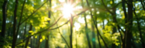 Sunlight filters through lush green trees in a tranquil forest during a bright early morning photo