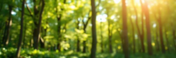 Sunlight filters through a lush green forest, creating a serene atmosphere filled with vibrant foliage photo